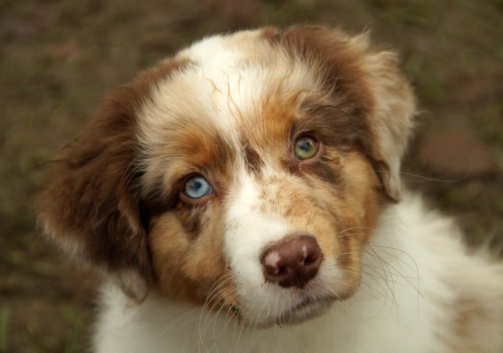 australian shepherd puppy