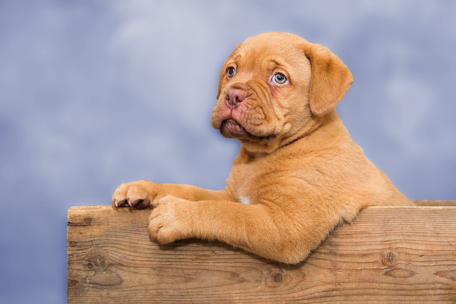 french-mastiff puppy