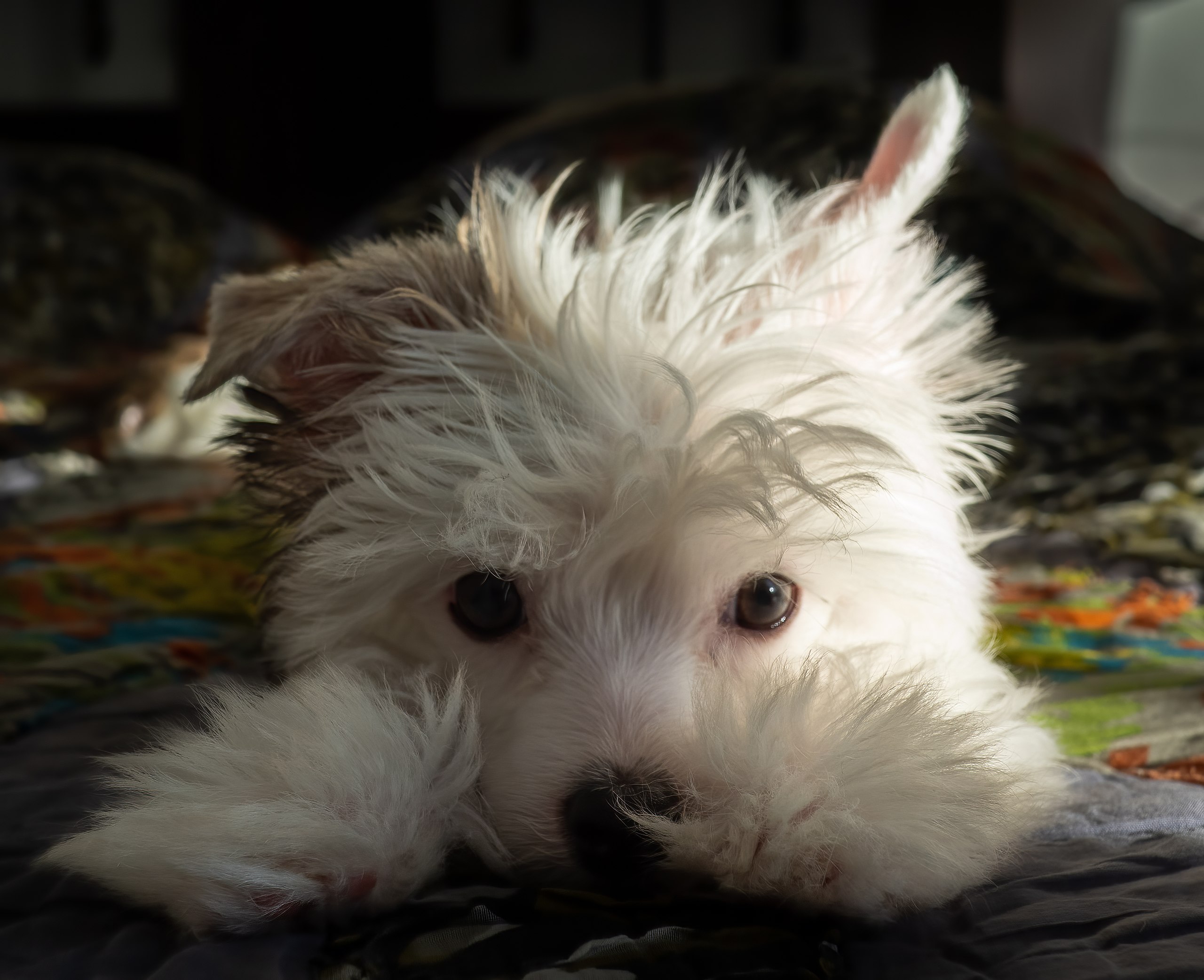 chinese crested puppy